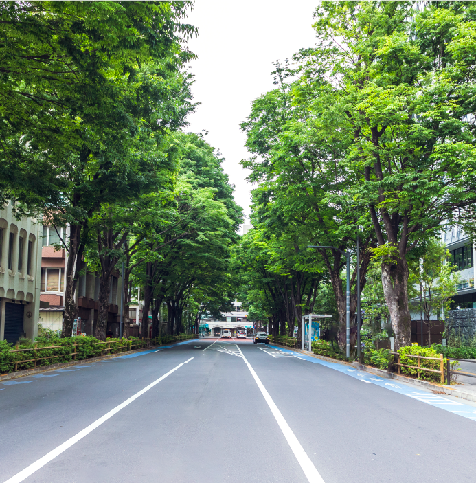 木々と道路